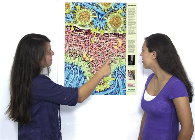 Neuromuscular Synapse Poster©