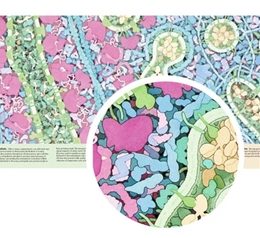 Tour of a Human Cell©