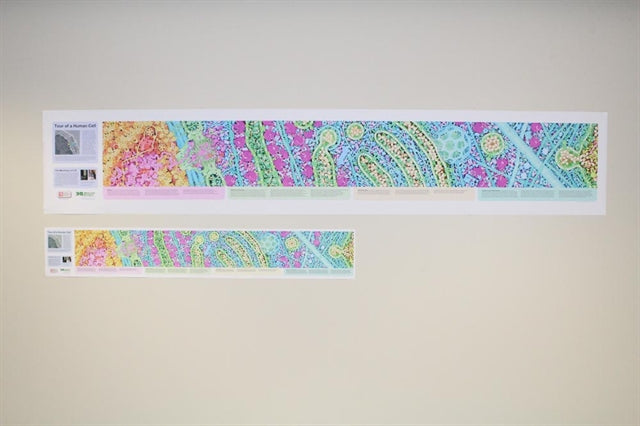 Tour of a Human Cell©