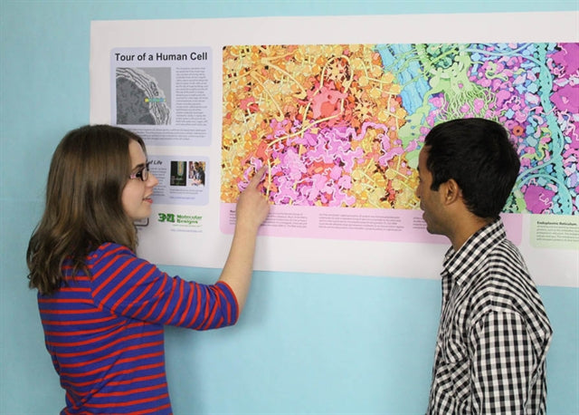 Tour of a Human Cell©