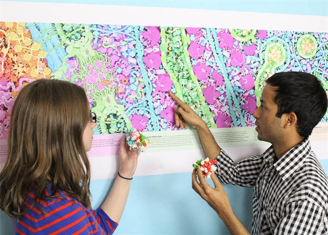 Tour of a Human Cell©