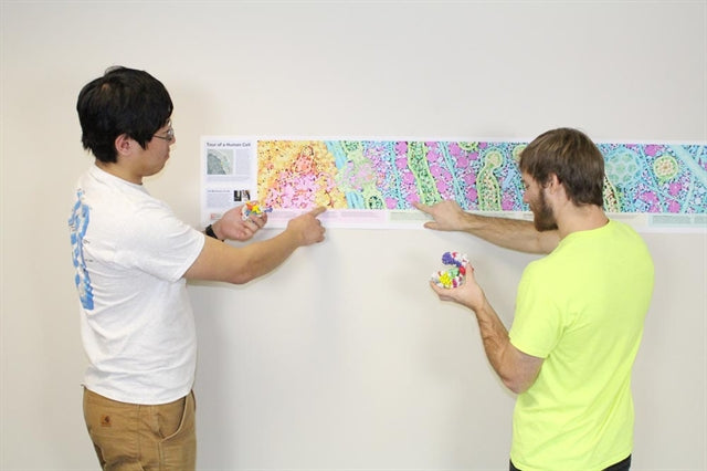 Tour of a Human Cell©