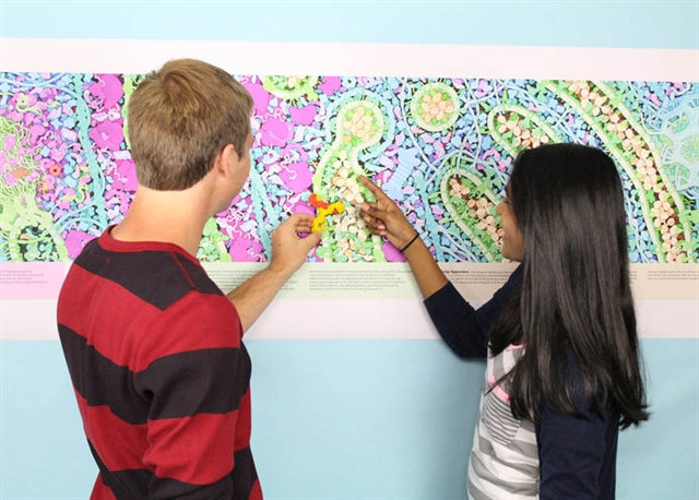 Tour of a Human Cell©