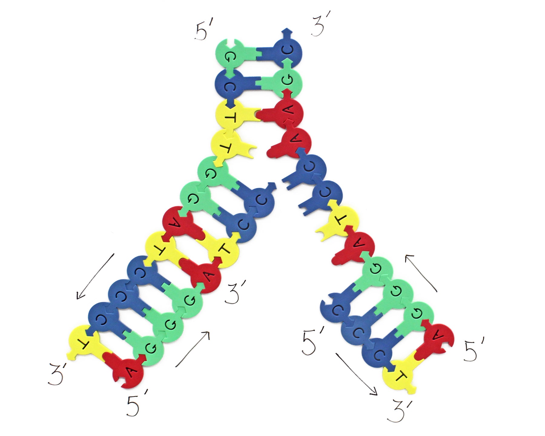 Demo DNA Nucleotides©