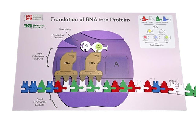 Flow of Genetic Information Kit©