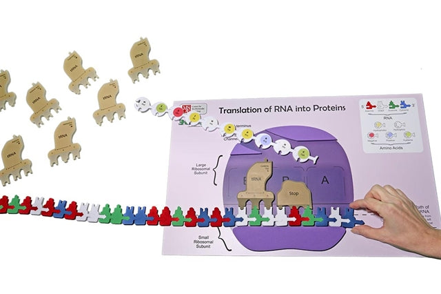 Flow of Genetic Information Kit©