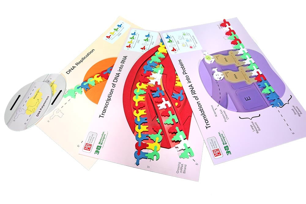 Flow of Genetic Information Kit©