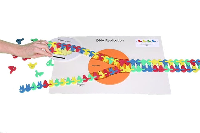 Flow of Genetic Information Kit©