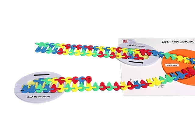 Flow of Genetic Information Kit©