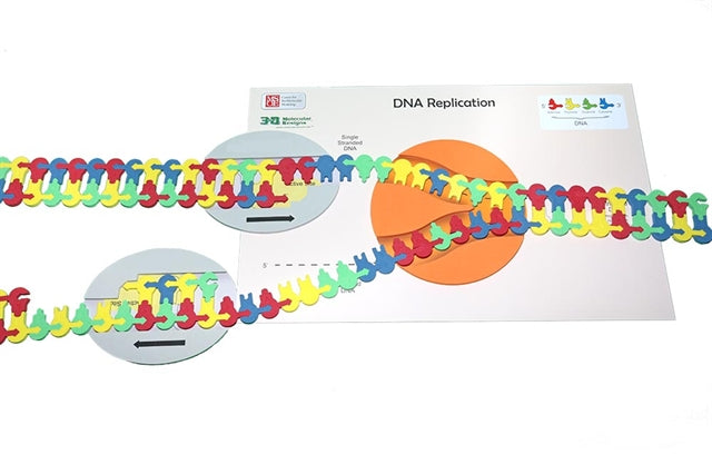 Flow of Genetic Information Kit©