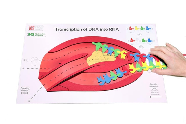 Flow of Genetic Information Kit©