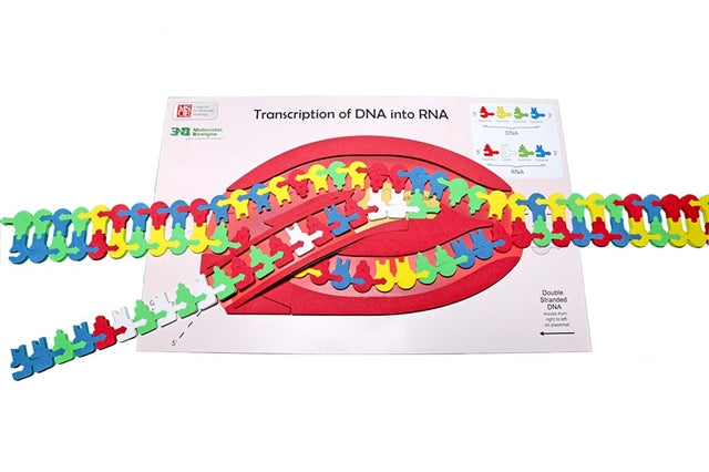 Flow of Genetic Information Kit©