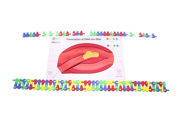 Genetic Code Kit Lab Flow of Genetic Information Kit©