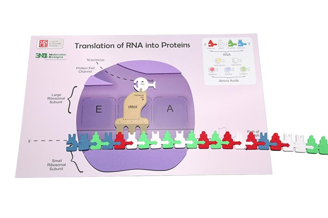 Flow of Genetic Information Kit©