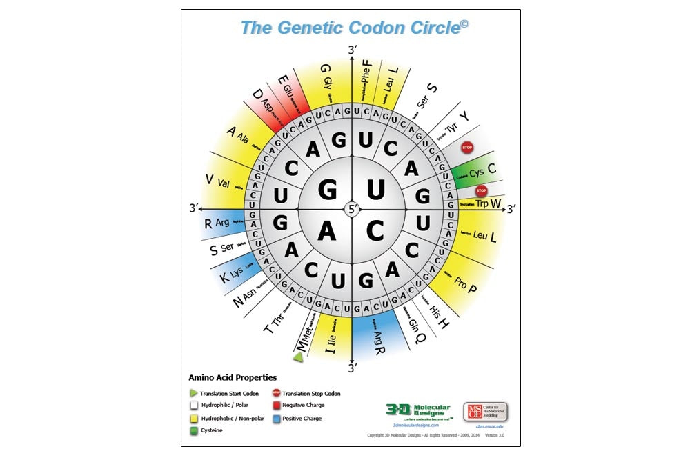 3DMD Genetic Codon Poster