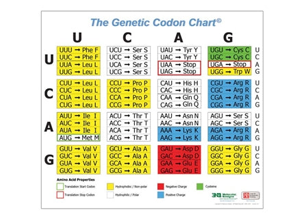 3DMD Genetic Codon Poster