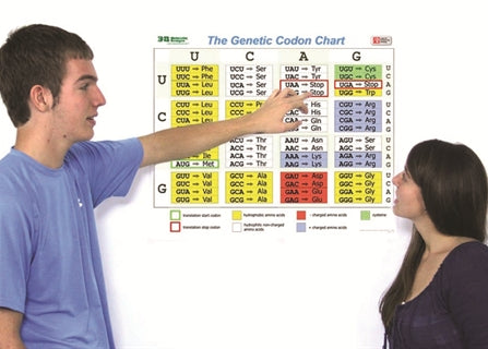 3DMD Genetic Codon Poster