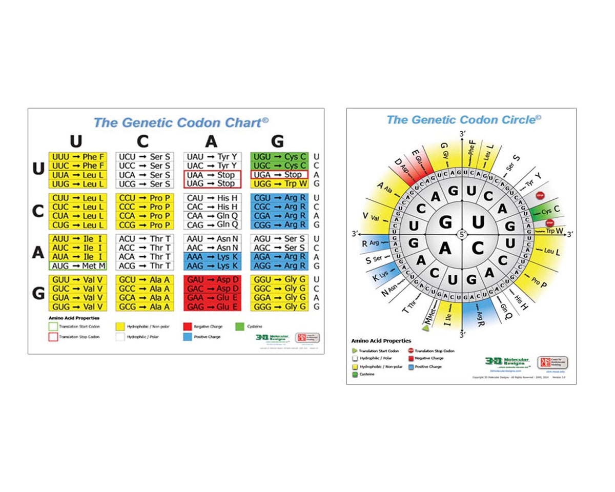 Genetic Codon Chart.pdf 3DMD Genetic Codon Poster