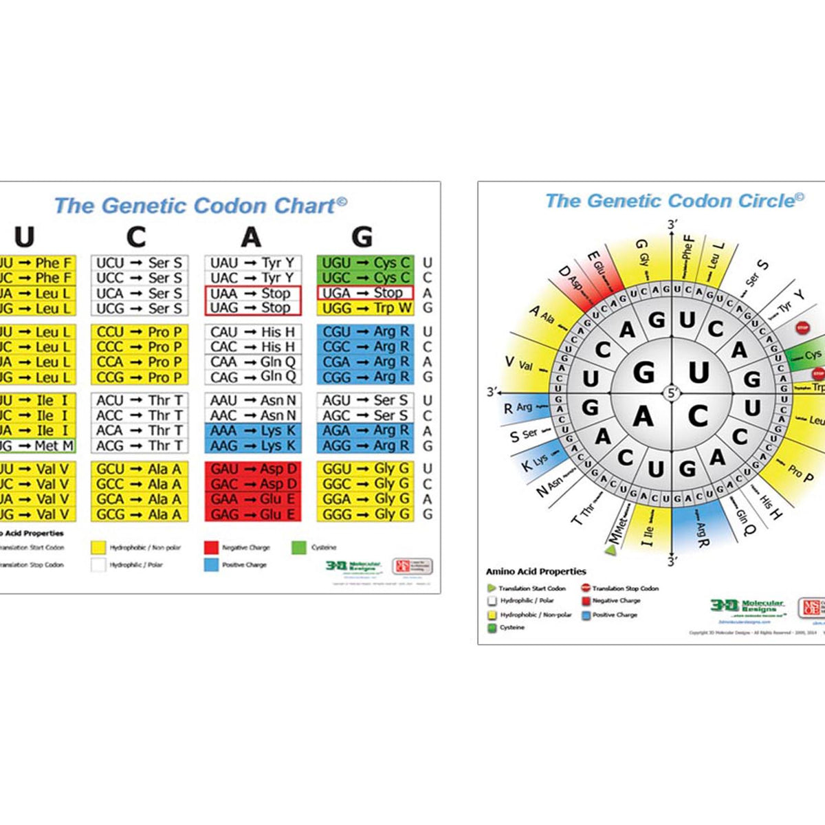 Codons Chart With Color Amino Acids Chart Codons