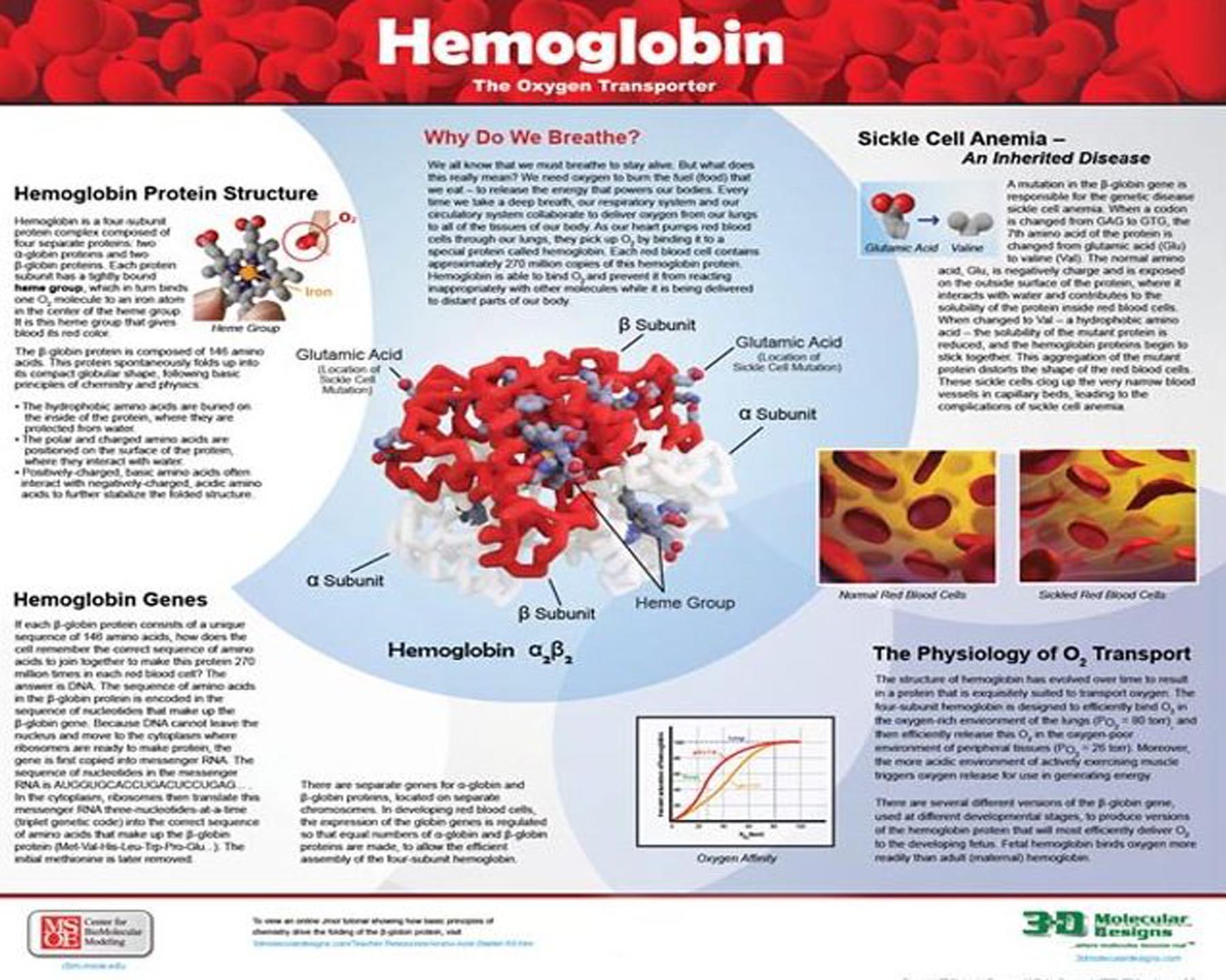 Hemoglobin Poster©