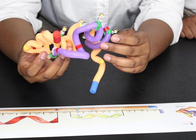 Insulin mRNA to Protein Kit©
