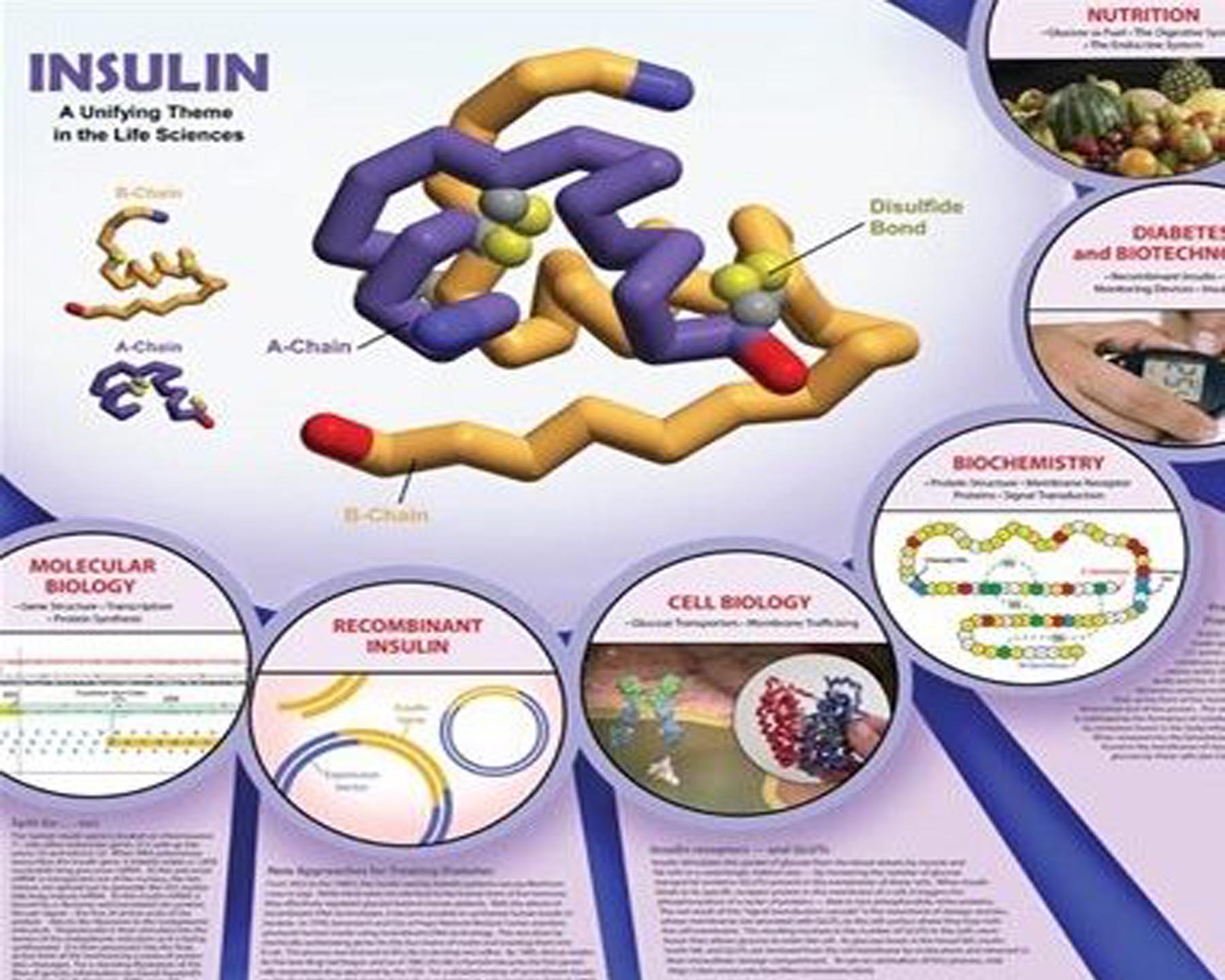 Insulin Poster©