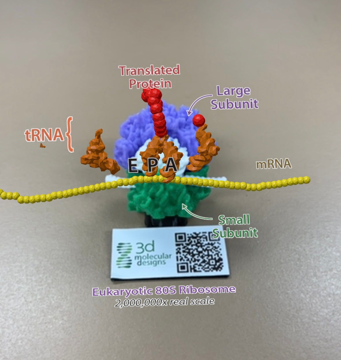 AR-Enhanced Ribosome Translation Micro-Model