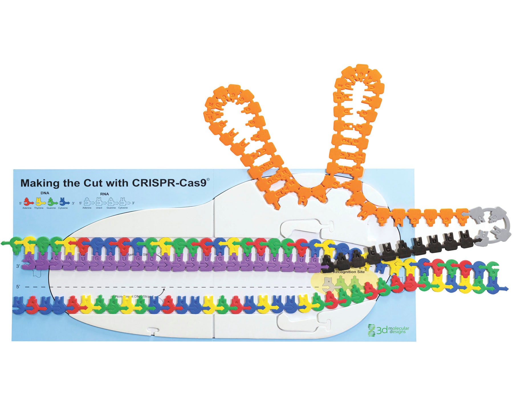 Crispr Kit Making the Cut with CRISPR-Cas9©