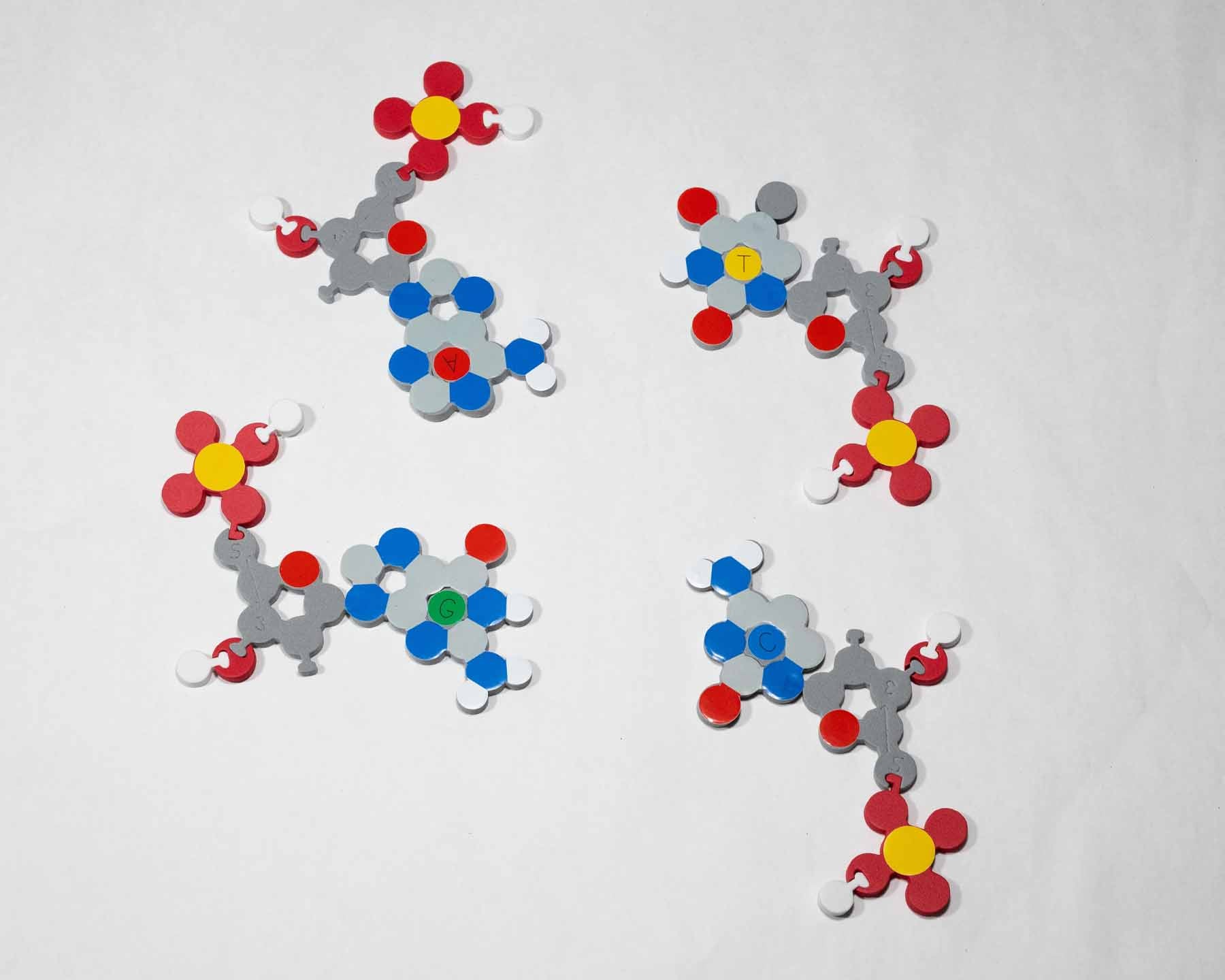 Molecules of Life Modeling Kit©