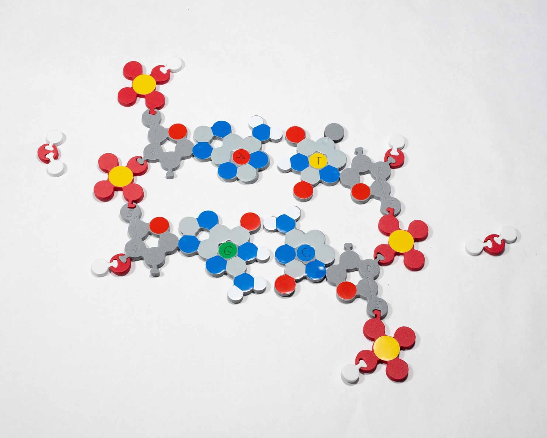 Molecules of Life Modeling Kit©
