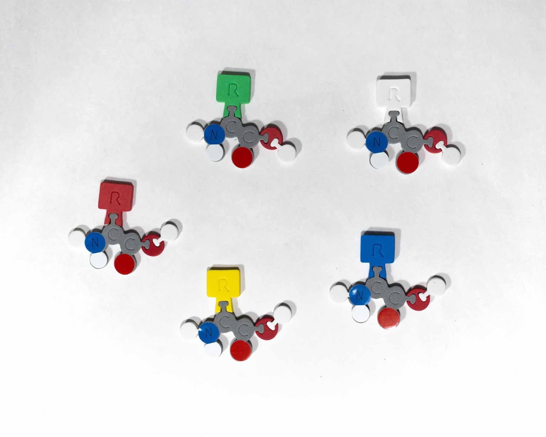 Molecules of Life Modeling Kit©