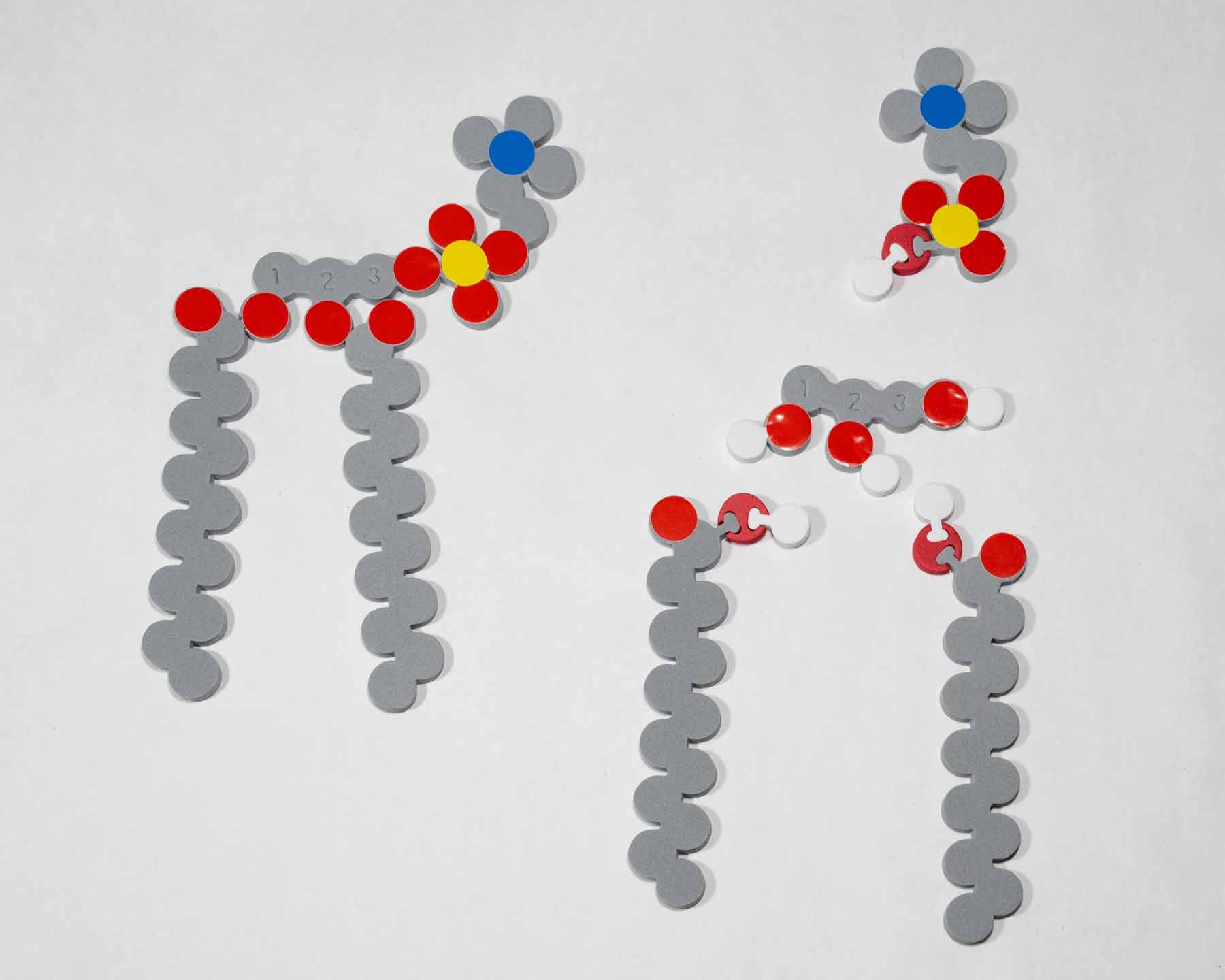 Molecules of Life Modeling Kit©