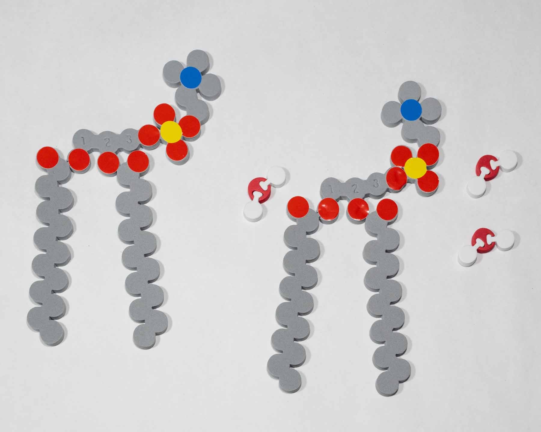 Molecules of Life Modeling Kit©