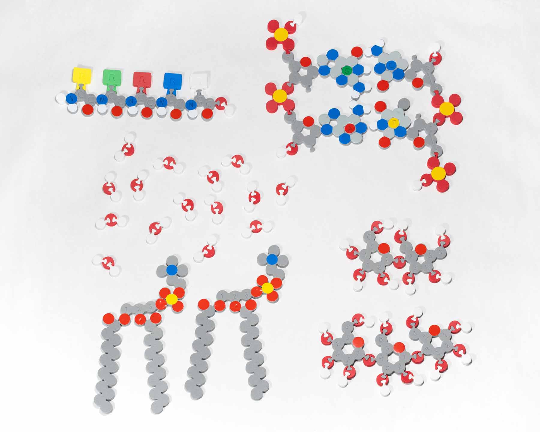 Molecules of Life Modeling Kit©