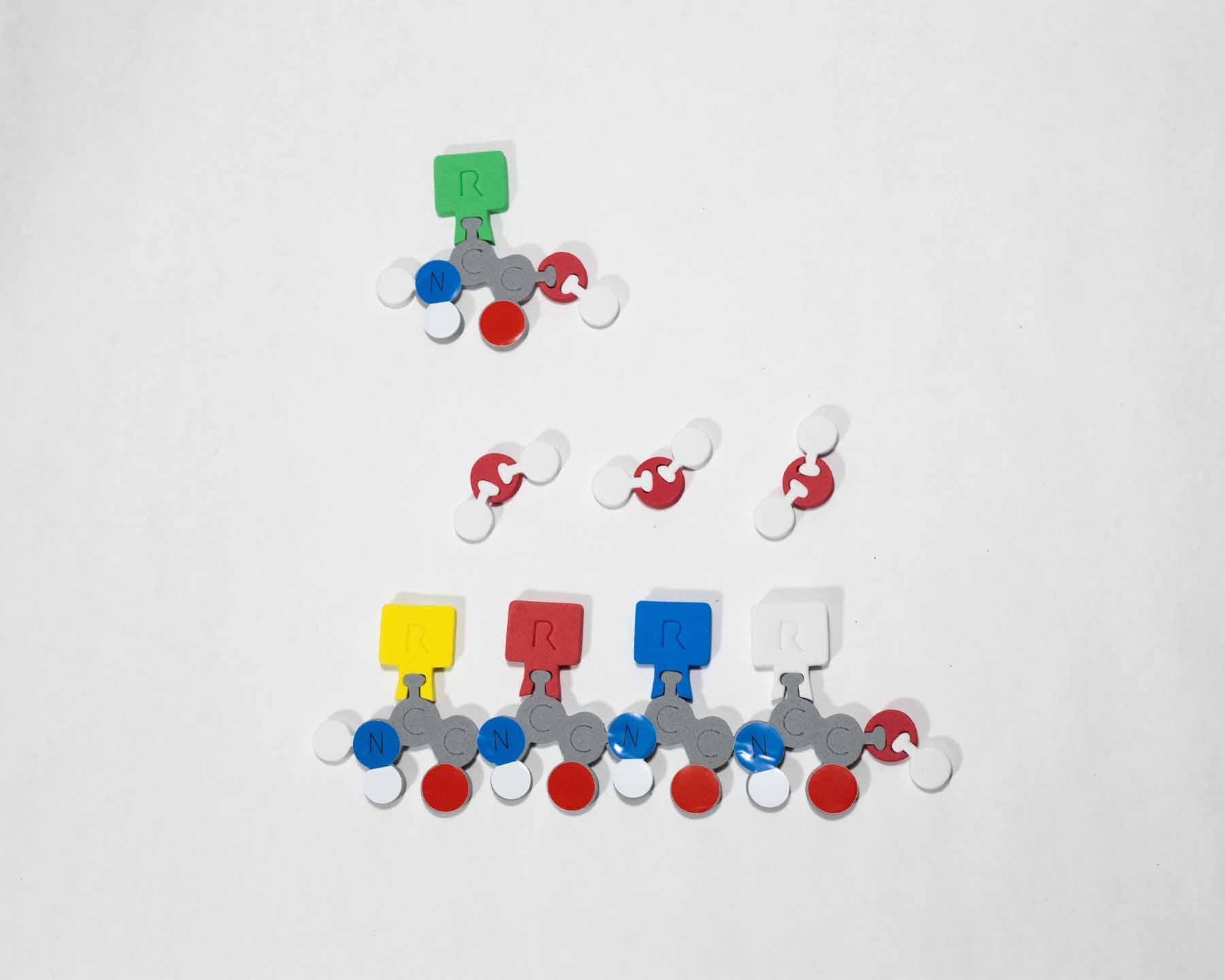 Molecules of Life Modeling Kit©