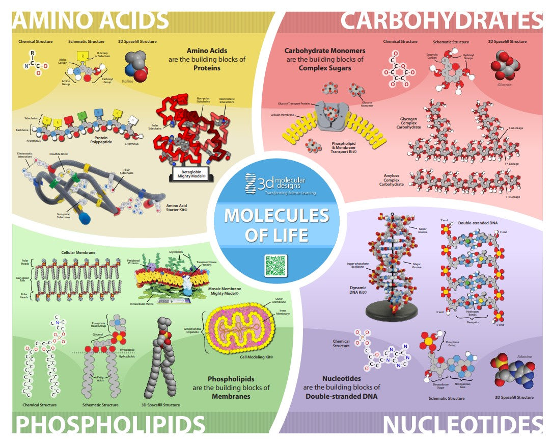 Molecules of Life© Poster