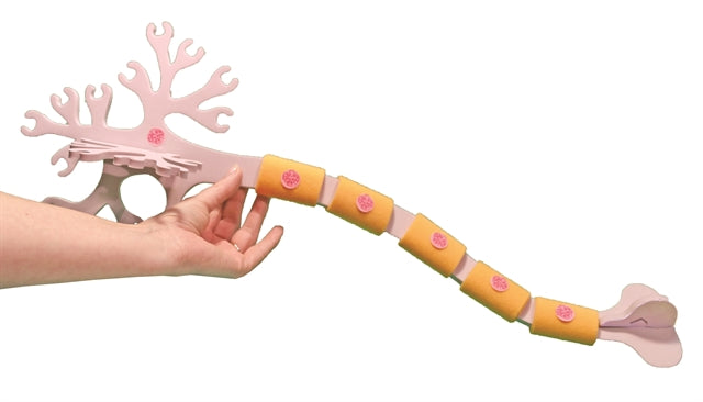 Neuron Modeling Kit©