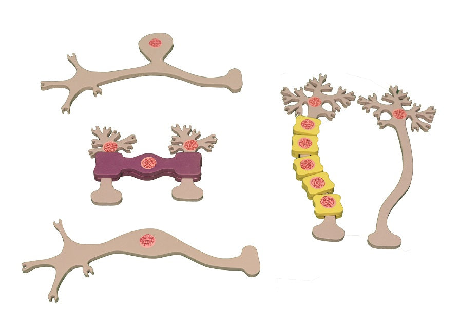 Neuron Modeling Kit©