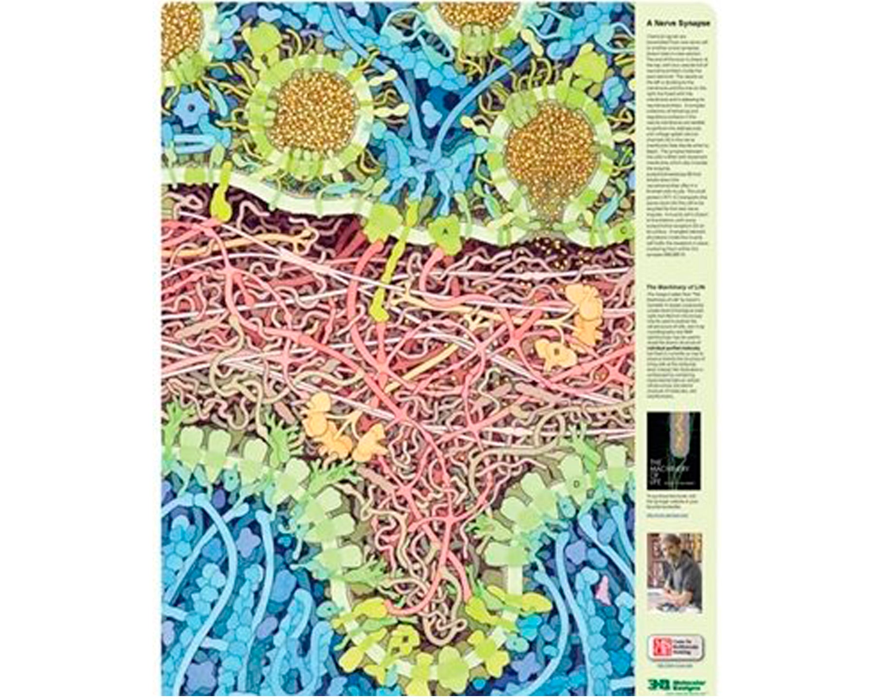 Neuromuscular Synapse Poster©