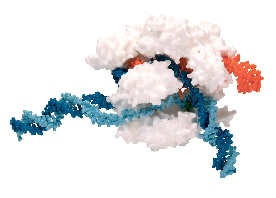 CRISPR-Cas9 Mini Model©