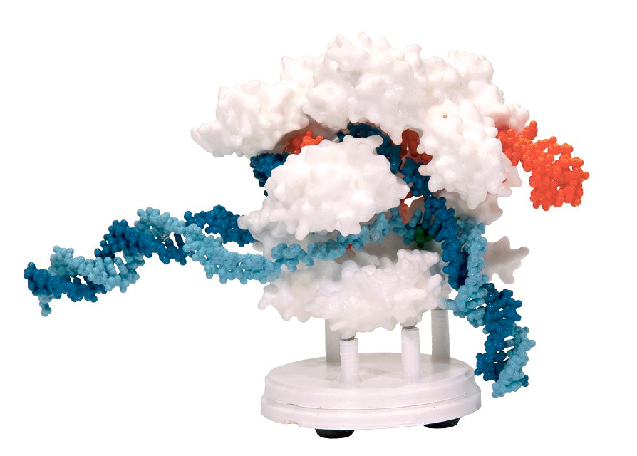 CRISPR-Cas9 Mini Model©