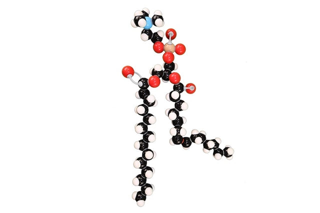 Phospholipid Modeling Set
