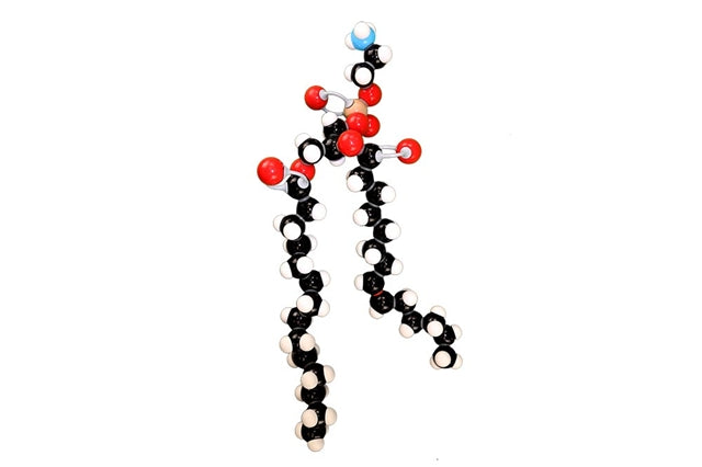 Phospholipid Modeling Set