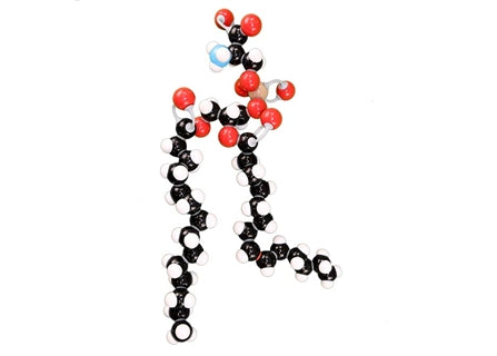 Phospholipid Modeling Set