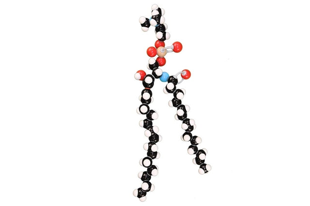 Phospholipid Modeling Set