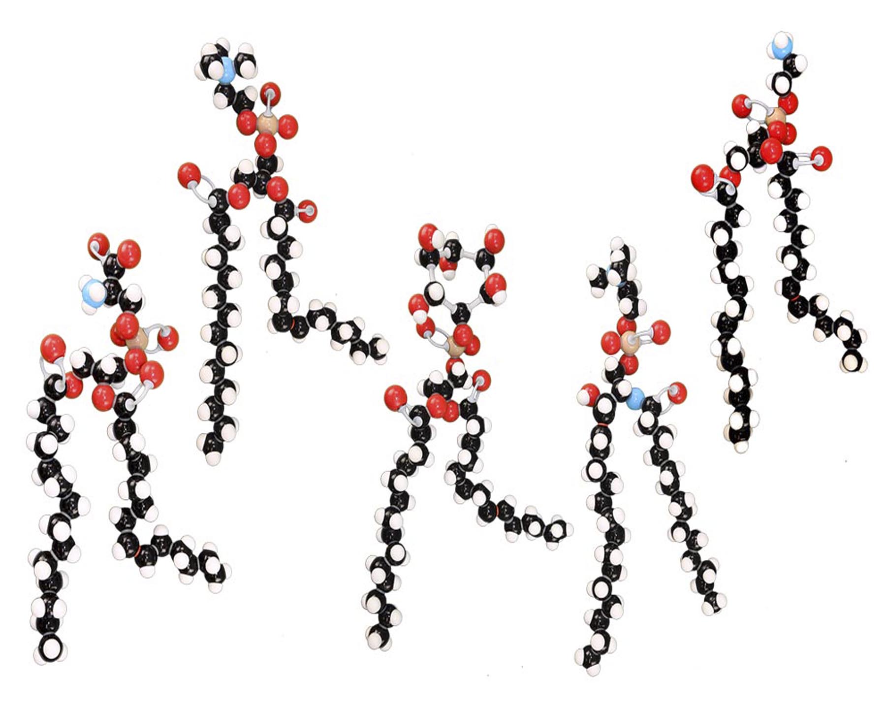 Phospholipid Modeling Set
