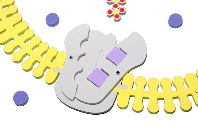 Phospholipid & Membrane Transport Kit©