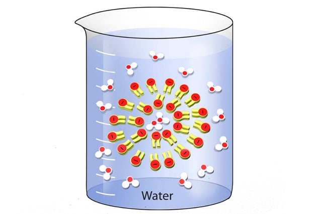 Phospholipid & Membrane Transport Kit©