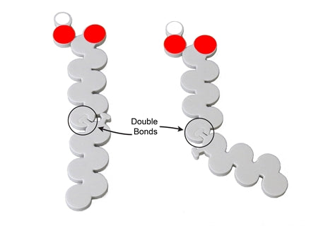 Phospholipid & Membrane Transport Kit©