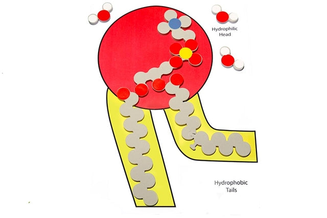 Phospholipid & Membrane Transport Kit©